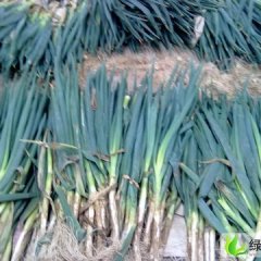 潍坊市赵戈镇楚晓东：钢葱