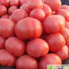 南阳市城郊乡曹小强：西红柿