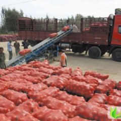 聊城市河店洋王勤保：红皮洋葱