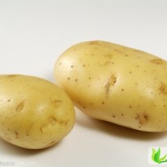 代收代购山东滕州土豆