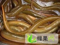 泸州市小水村陈福钢：黄鳝35.0元/斤