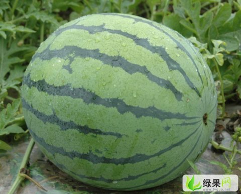 京欣价格