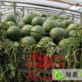 供应大量京欣西瓜 山东省泗水县