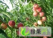 渭南市大荔县党力康：沙红桃