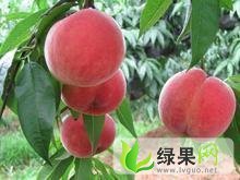 渭南市大荔县党力康：北京8号毛桃价格供应