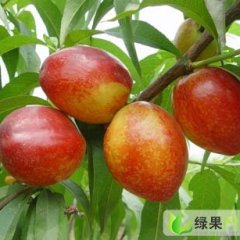 渭南市大荔县党力康：518油桃