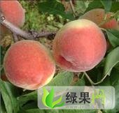 渭南市范家镇党力康：阿布白毛桃价格1.8元/斤