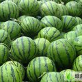 聊城市董杜庄王永朝：京欣0.88元/斤
