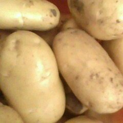 枣庄市界河镇吕幸：荷兰十五1.4元/斤