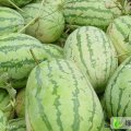 东营市军马场李磊：花瓜