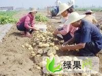 枣庄市滕州市张超：荷兰土豆1.4元/斤