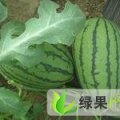 滨州市冯家镇李强：西农八号
