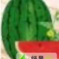 绥化市红旗满刘贵峰：地雷瓜