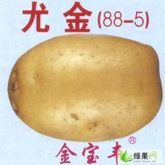 呼伦贝尔市鸿泰公张忠强：尤金885土豆