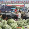 开封市杏花营赵爱兰 ：黑皮无籽