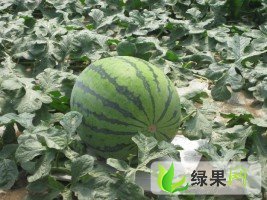 双星价格