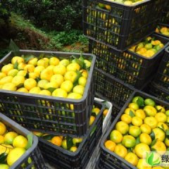 寻乌蜜橘特早熟陆续上市