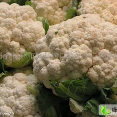 徐州市河口镇魏静：白面青梗松花菜