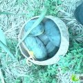 南宁市城厢镇石冬艳：黑美人1.1元/斤