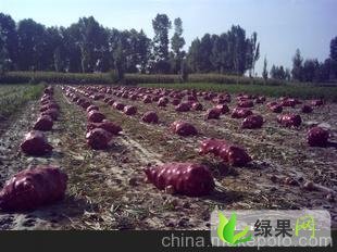 酒泉市王正：黄皮洋葱