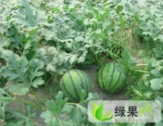 保定市冉庄镇闫猛：京欣西瓜品质没的说