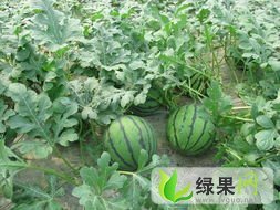 京心价格