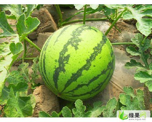 特小凤价格