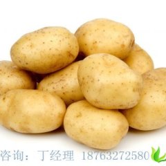 枣庄市界河镇丁经理：荷兰十五1.3元/斤