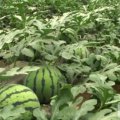 潍坊市谭坊镇郝宝限：京欣