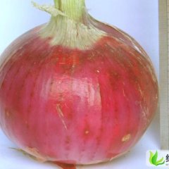 平顶山市尚庄乡黄海文：红皮洋葱0.80元/斤