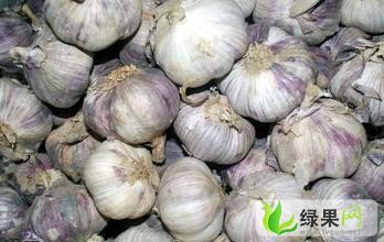 濮阳市千口乡马欢敏：大蒜