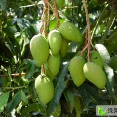 百色市永乐乡农文茂：台农1号今天上市