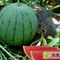 蚌埠市石湖石先生：西瓜品种多样