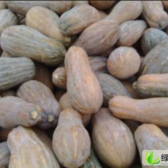 南宁市锣圩镇潘权：金韩密本南瓜0.4元/斤