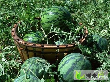 京欣价格