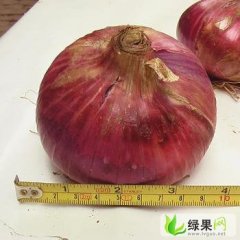 邢台市葫芦乡刘先生：红皮洋葱0.75元/斤