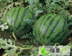 荆门市官庄湖裴宗海：无籽、圆瓜、花瓜、长瓜等