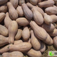 大量供应湖北蜜本南瓜