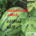河北新乐市新乐西瓜甜瓜交易中心