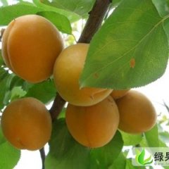 陕西凯特杏价格