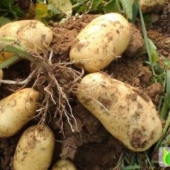 滕州土豆代收站 外贸土豆