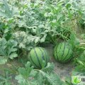 临沂市胜良庄田浩：京欣西瓜