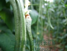 山东济南市济阳县大量供应优质豆角 盛老师