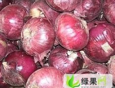潍坊市担山张乐：红皮洋葱0.5-0.6元/斤