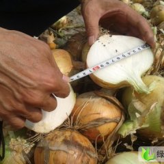 南阳市庆丰恒杨宏伟：黄皮洋葱0.7-1元/斤