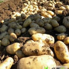 滕州市界河镇荷兰土豆上市1.3---1.4元/斤