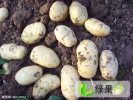 枣庄市山东滕冯闯：荷兰十五1.5元/斤