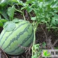 济宁市泗河街徐先生：京欣1.1元/斤