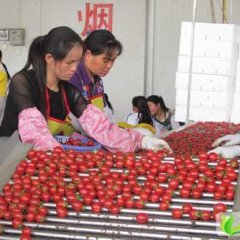 安阳市慈周寨王怀仓：圣女果，小番茄