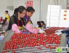 安阳市慈周寨王怀仓：圣女果，小番茄